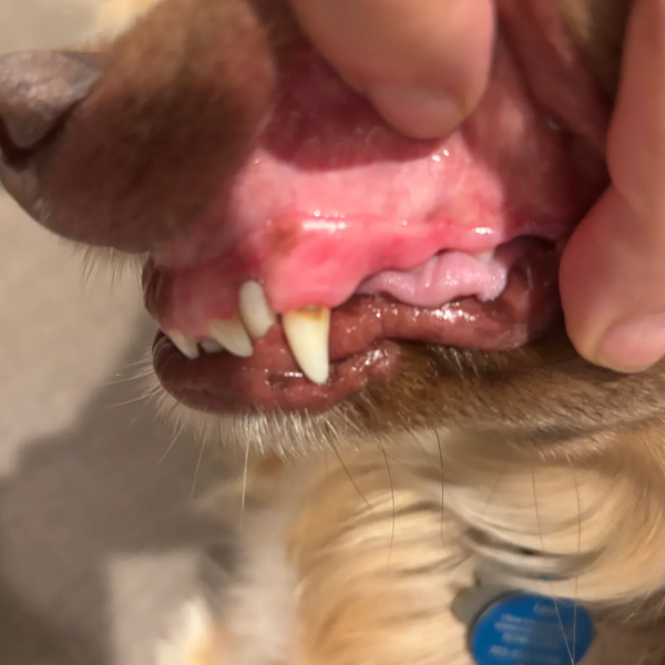Kovylabco™ Pet Dental Spray
