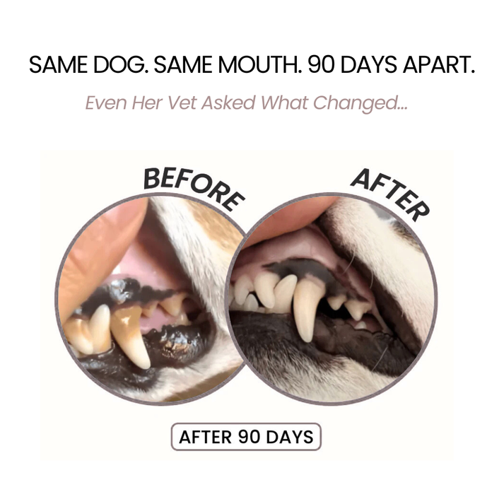 Kovylabco™ Pet Dental Spray