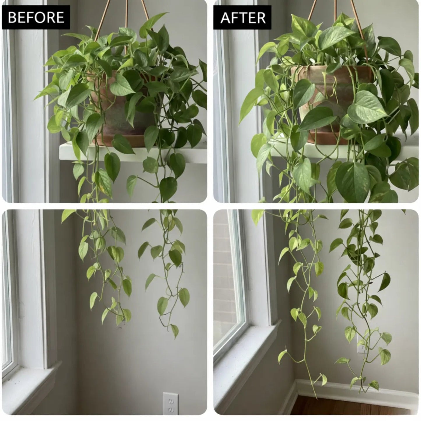Kovy® Houseplant Food