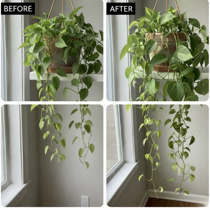 Kovy® Houseplant Food